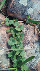 Pelargonium ternifolium