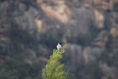 Coracina novaehollandiae