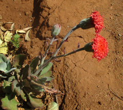 Kleinia fulgens