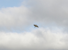 Mirafra javanica