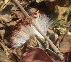 Kleinia fulgens