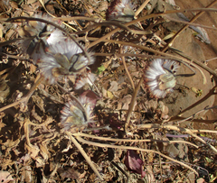 Kleinia fulgens