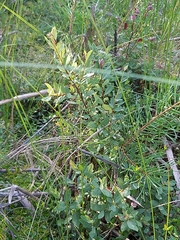Salix myrtilloides
