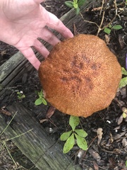 Leccinellum crocipodium