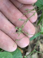 Galium latifolium