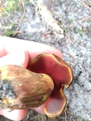 Boletus subvelutipes