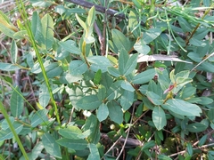 Salix myrtilloides