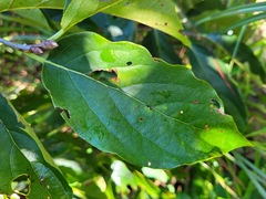Diospyros