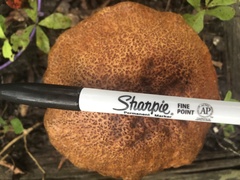 Leccinellum crocipodium