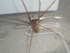 Tegenaria