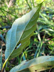 Diospyros