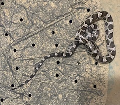 Pantherophis obsoletus