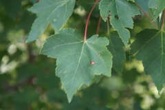 Acericecis ocellaris