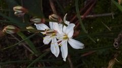 Chlorophytum