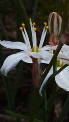 Chlorophytum