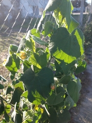 Abutilon grandifolium
