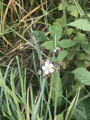 Rubus fruticosus