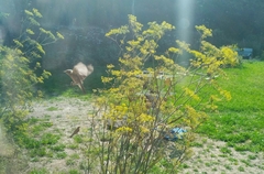 Phylloscopus trochilus