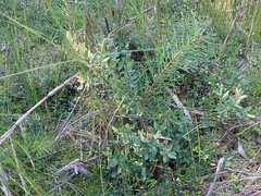 Salix myrtilloides