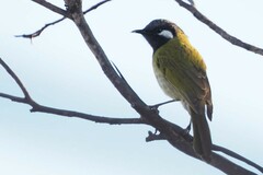 Nesoptilotis leucotis