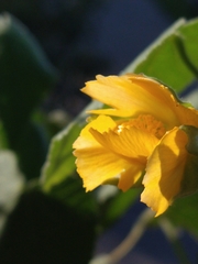 Abutilon grandifolium