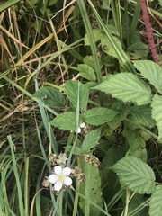 Rubus fruticosus