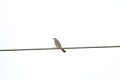 Cincloramphus mathewsi