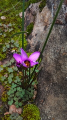 Romulea rosea