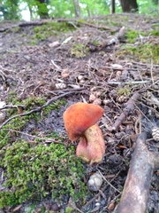 Boletus subvelutipes