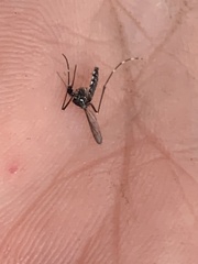 Aedes albopictus