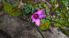 Romulea rosea