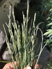 Muhlenbergia mexicana