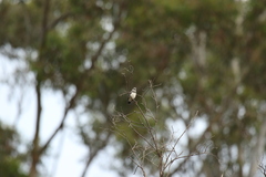 Stagonopleura guttata