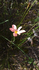 Moraea flaccida