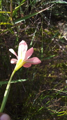 Moraea flaccida