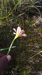 Moraea flaccida