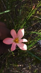 Moraea flaccida