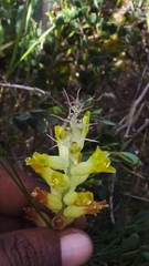 Lachenalia