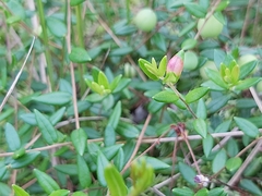 Exobasidium rostrupii