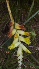 Lachenalia