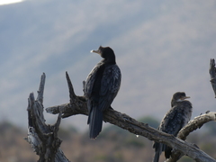 Microcarbo africanus