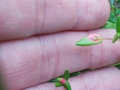 Exobasidium rostrupii