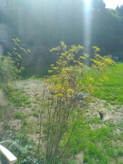 Phylloscopus trochilus