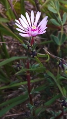 Lampranthus scaber