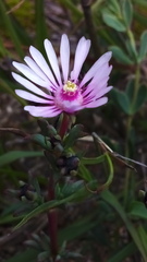 Lampranthus scaber