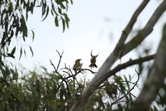 Ptilotula penicillata