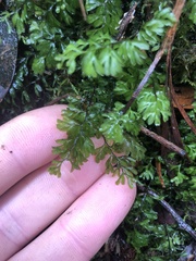 Hymenophyllum
