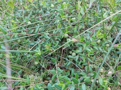 Exobasidium rostrupii