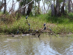 Egretta novaehollandiae