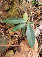 Ardisia cornudentata morrisonensis